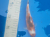 japanese koi goromo 20cm