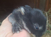 Beautiful litter of Netherland Dwarfs