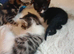 6 week old male kittens