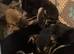 Rottweiler/ malinois pups