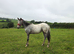 Registered partbred appoloosa