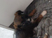 Gorgeous Lurcher puppies Greyhound cross