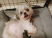 Beautiful shih tzu puppy