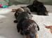 Teckel puppies