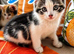 Beautiful 3/4 Bengal Kittens &ndash; &pound;200 Each