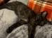 Maine coon x last one left