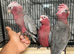 Hand-Rearing Baby Cuddly Super Tame Friendly Galah Cockatoo Parrot,13