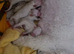 Bichon frise puppy for sale