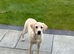 8 months old girl