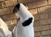 3 Jack Russell Puppies