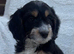 Health tested cockapoo puppies