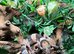 Normal het Oreo Fat Tailed Gecko at Birmingham Reptiles