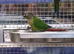 Stunning Baby Conure