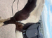 project 14.2 piebald cob gelding