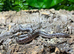 Anery Sand Boa (poss het snow) at Birmingham Reptiles