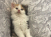 Long Haired Maine Coon /Ragdoll x Girl