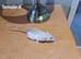 Baby rats dumbo and top ear-ALL SOLD!