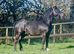 Registered 3 Year Old Colt