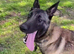 male Belgian malinois