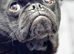 Black Pug Cross Male 11 months old
