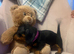 2 female mini dachshund puppies
