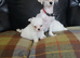 Korean maltese