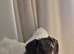 Beautiful dapple girl for sale