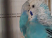 Proven pair of breeding budgies
