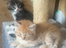 2 beautiful kittens
