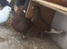 Pigeons