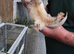 Ferrets for Sale