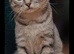 British short hair for rehome