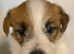 Stunning RKC registered Jack Russell puppies