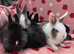 Mini plush lop ☆8weeks Ready now