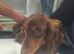 Doxiepoo