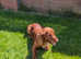 Welcome to "Copper" our red working cocker spaniel stud at stud