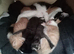 Fluffy Kittens, lovely temperament and very cuddly
