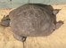 Spur thigh female tortoise