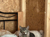2 kittens for sale
