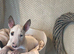 KC Registered English Bull Terrier Female – Ready Now