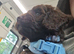 6 month cockapoo male need new home asap