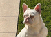 Female visual Pink frenchbulldog