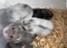 Pure bred Baby Winter White Russian hamsters