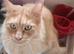 Male maincoon cat