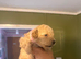 Toy poodle girl puppy