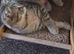 Pure breed Scottish fold kittens