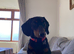2 year old Dachshund to a good home