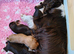 Chocolate Ruby Cavalier King Charles Spaniel