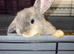 Loving baby bunny