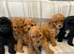 F1 cavapoo puppies fully vet health checked